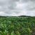 agriculture-sale-land-72-hectares-2