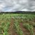 agriculture-sale-land-72-hectares-5