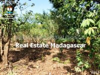 atypical-land-for-sale-antorilava-nosybe